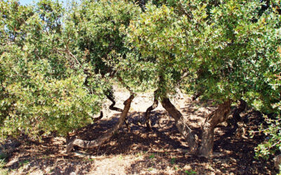 Mastika – et gresk naturprodukt fra Chios