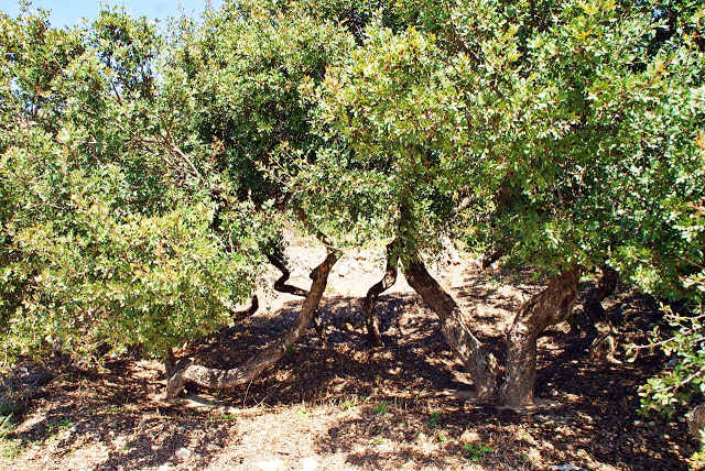 Mastika – et gresk naturprodukt fra Chios