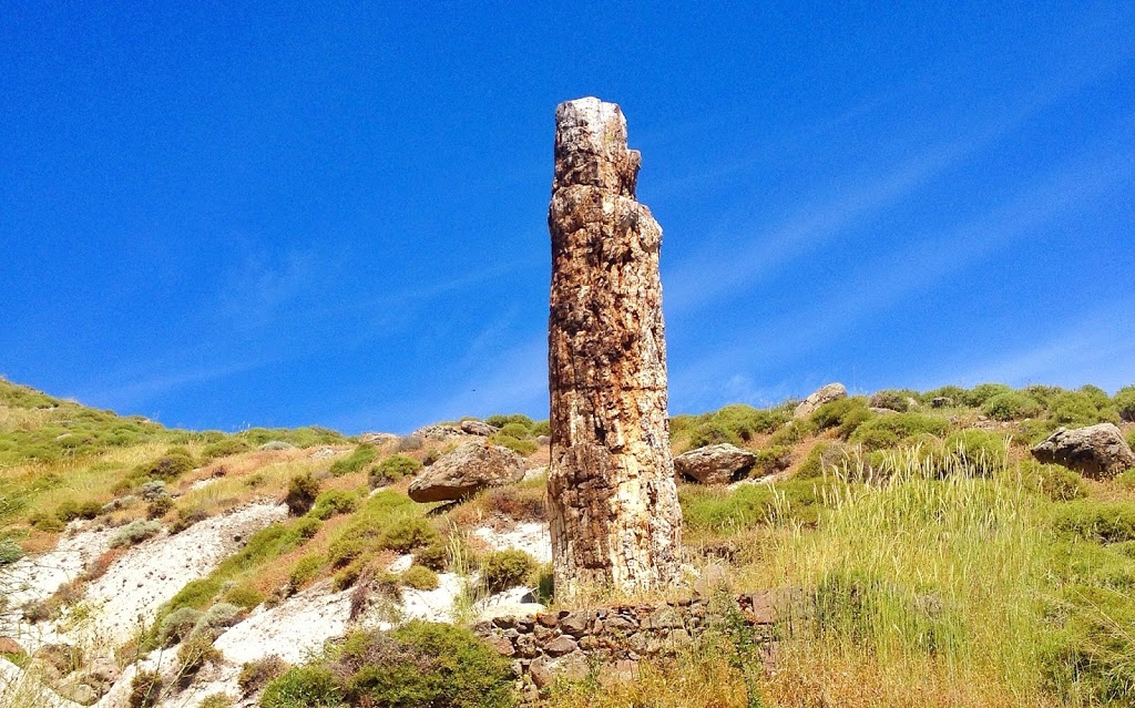 Den forsteinede skogen på Lesvos