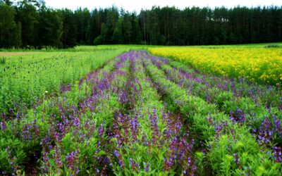 LATVIAN HERBAL TEA – A HEALTHY TASTE OF SUMMER