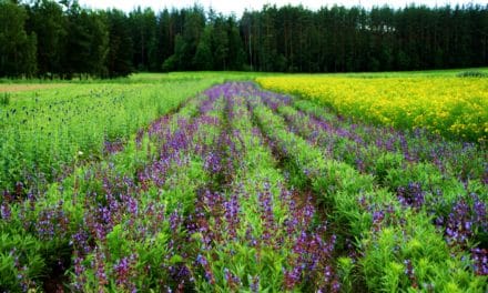 Urtete fra Latvia – en helsebringende smak av sommer
