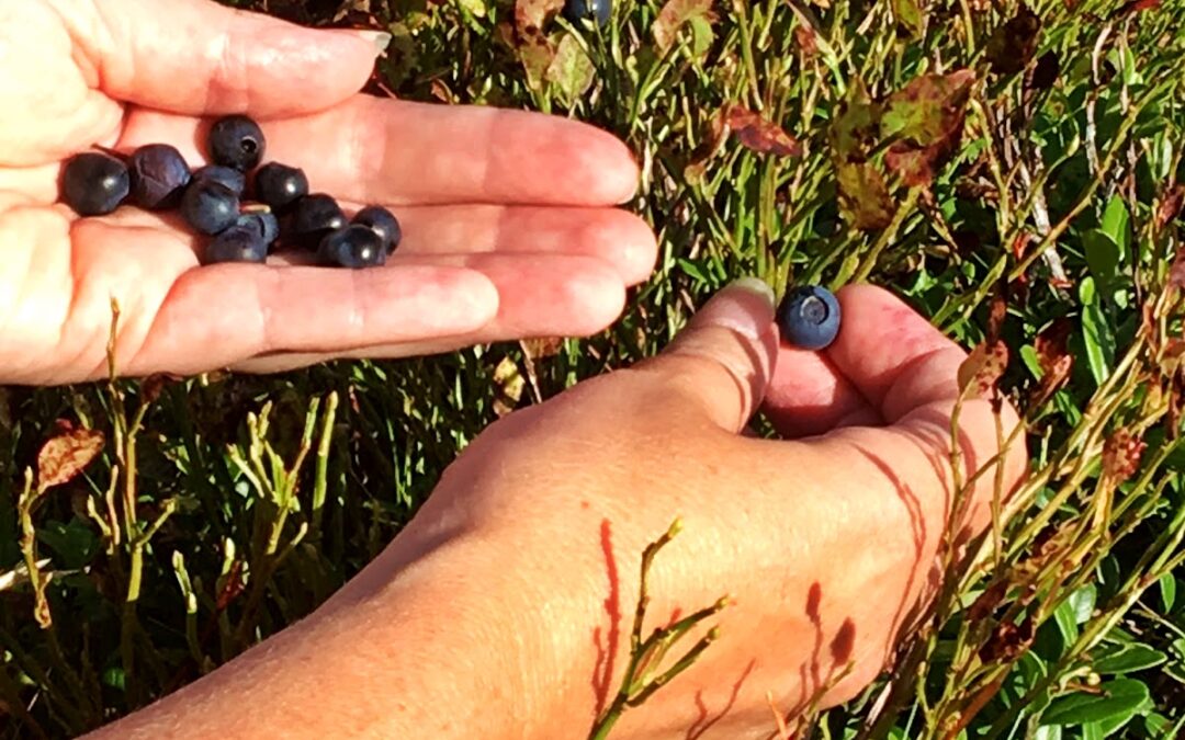 Norske naturopplevelser på egen rødliste