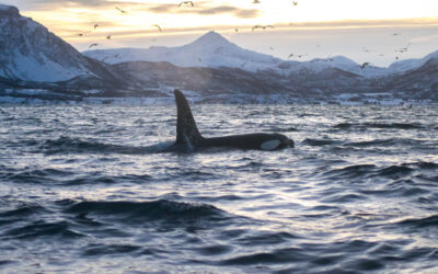 Searching for Whales and the Northern Lights with Arctic Expedition