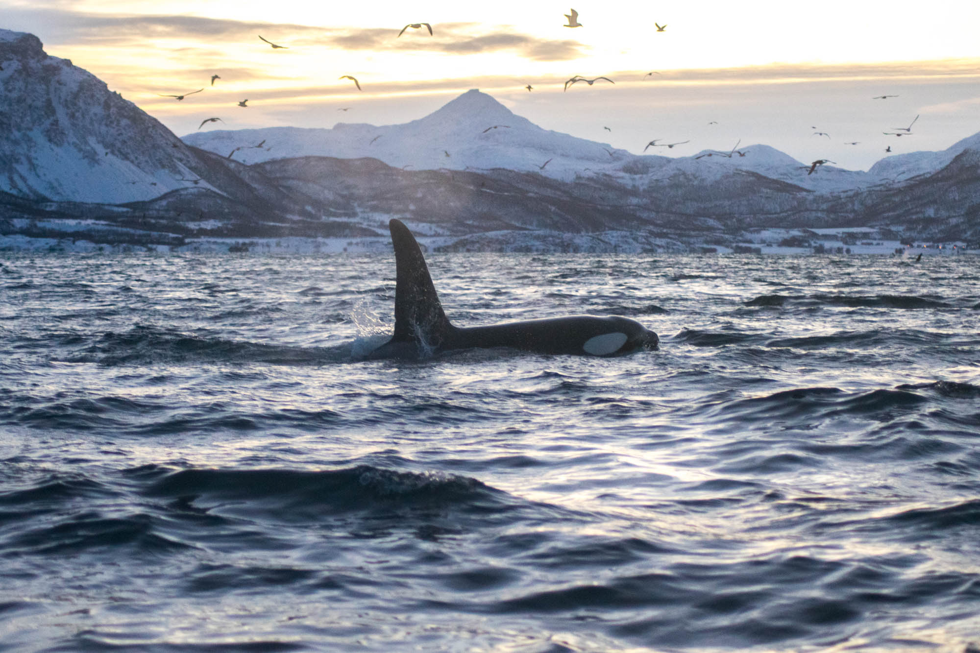 Searching for Whales and the Northern Lights with Arctic Expedition