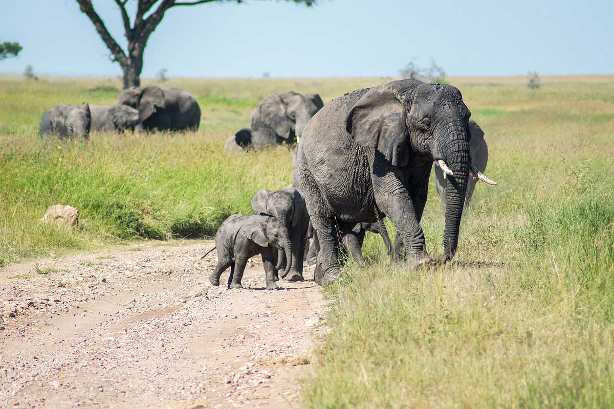 Elefanter i Serengeti
