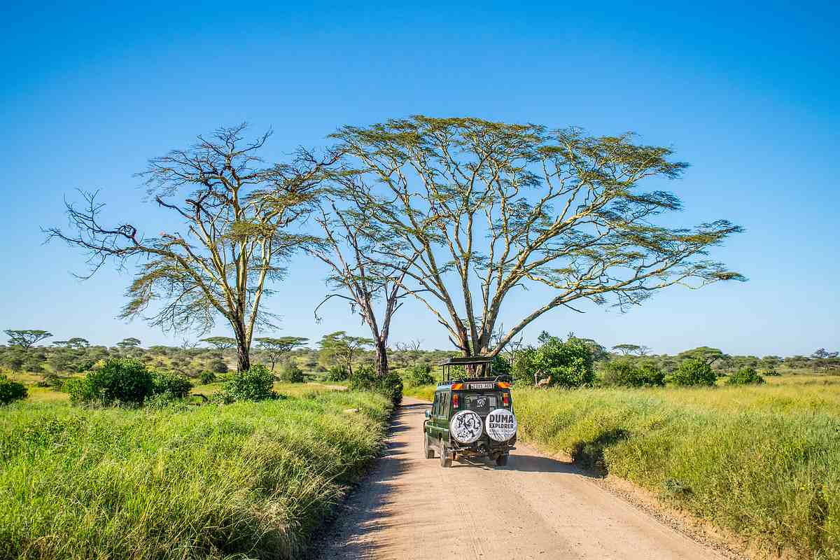 Safari i Serengeti nasjonalpark – vilt og vakkert