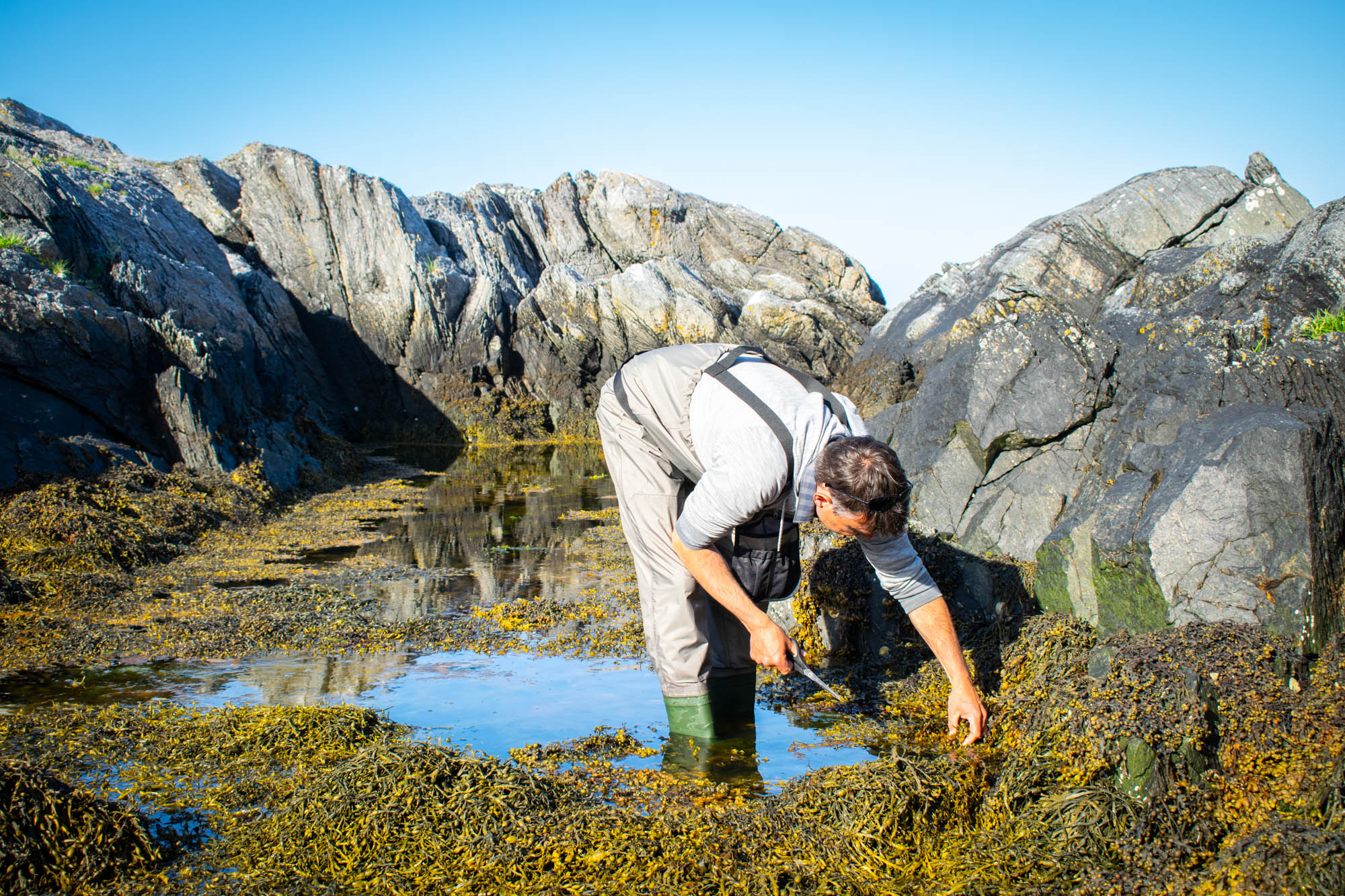 Den ville smaken av Norge – spennende nyttevekster i sjø og på land