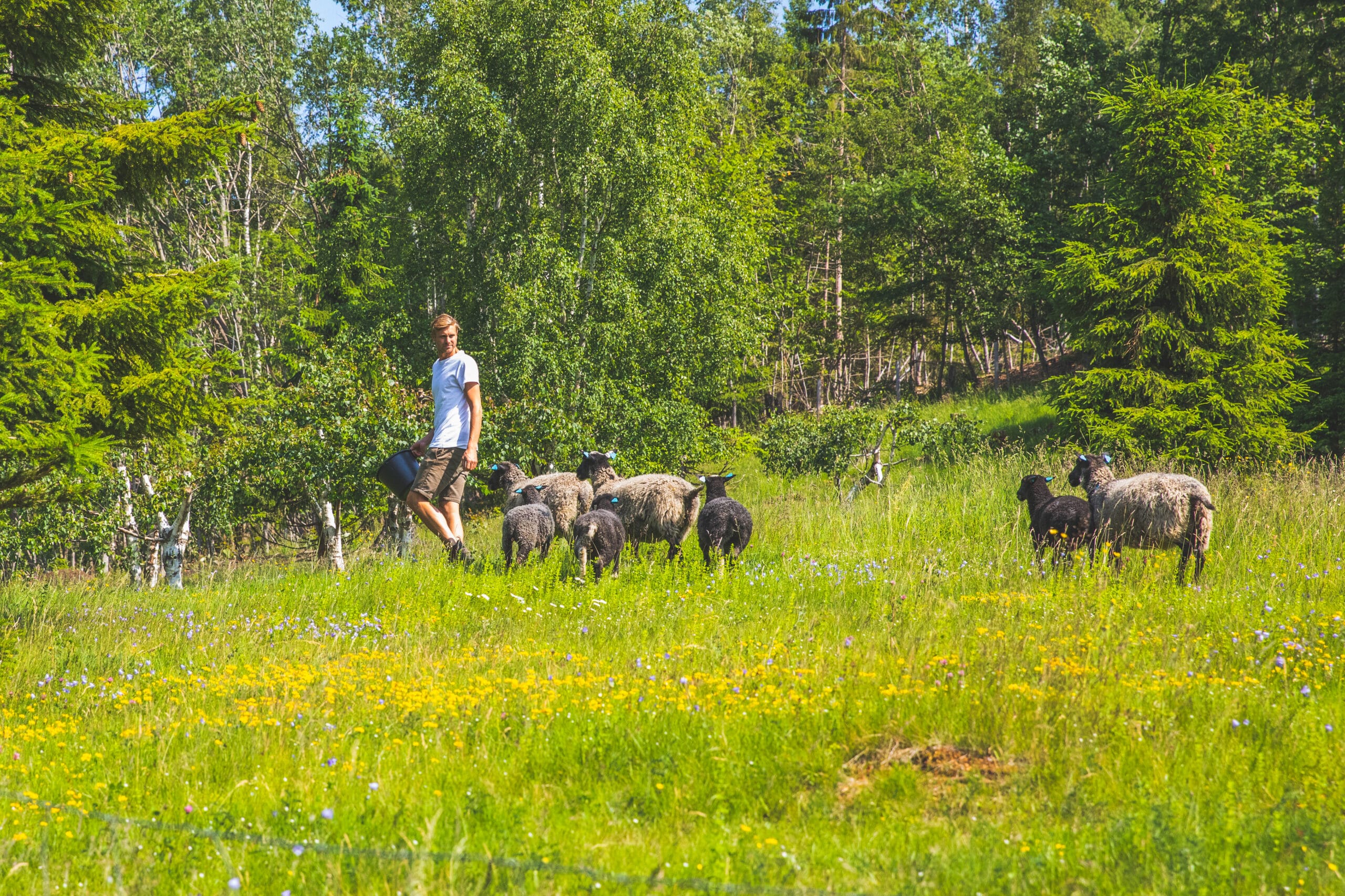 Sangen fra skogene