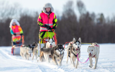 Hundekjøring med Pirate Husky