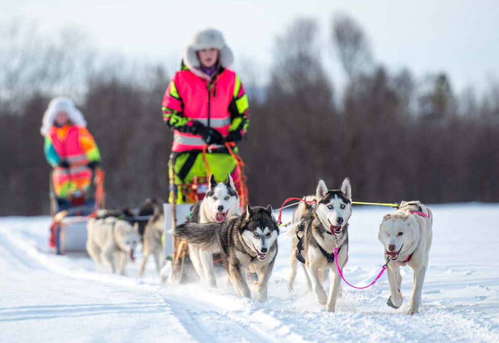 Hundekjøring med Pirate Husky