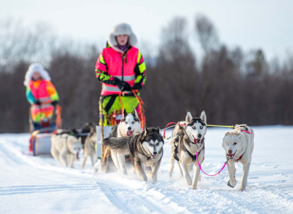 Hundespann hos Pirate Husky