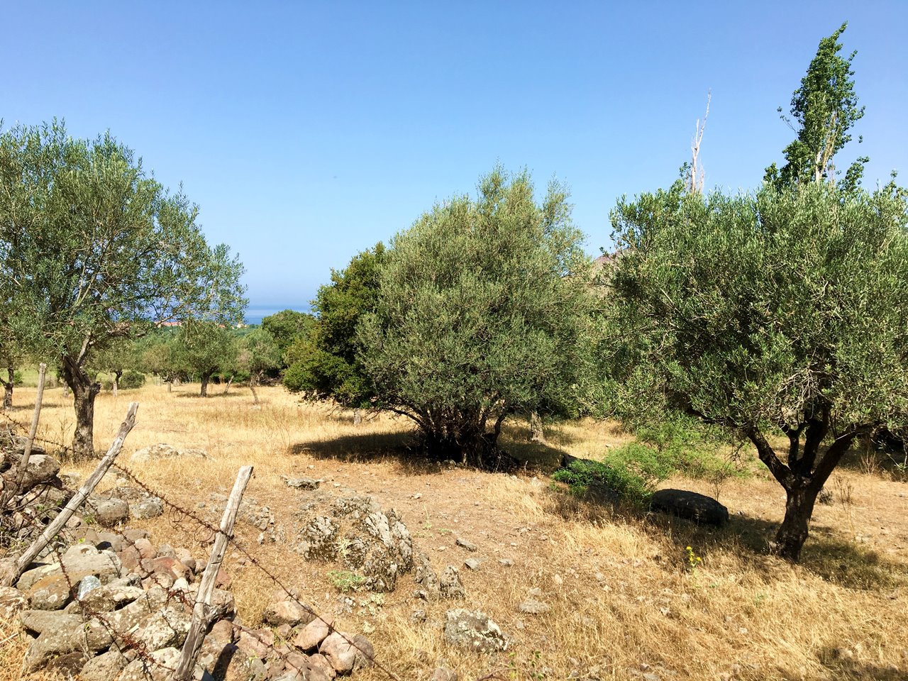 Vandretur på Water Mill Trail i Ligonasdalen Lesvos