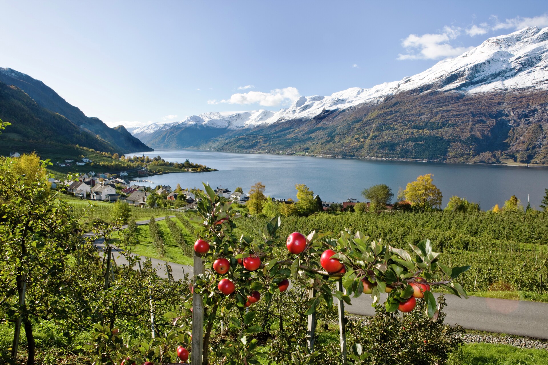 Epler i forgrunnen av Hotel Ullensvang