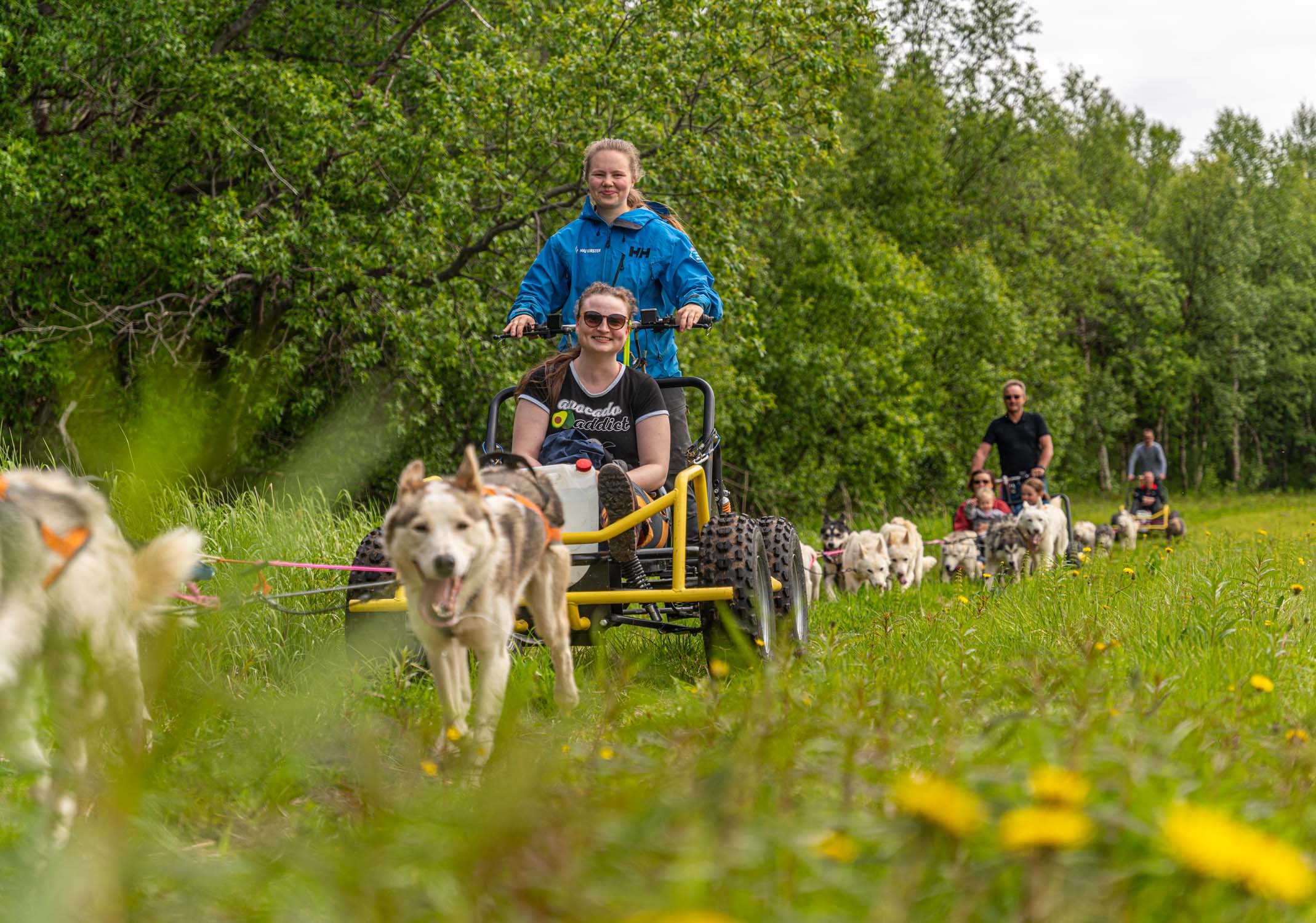 Pirate Husky hundekjøring på hjul