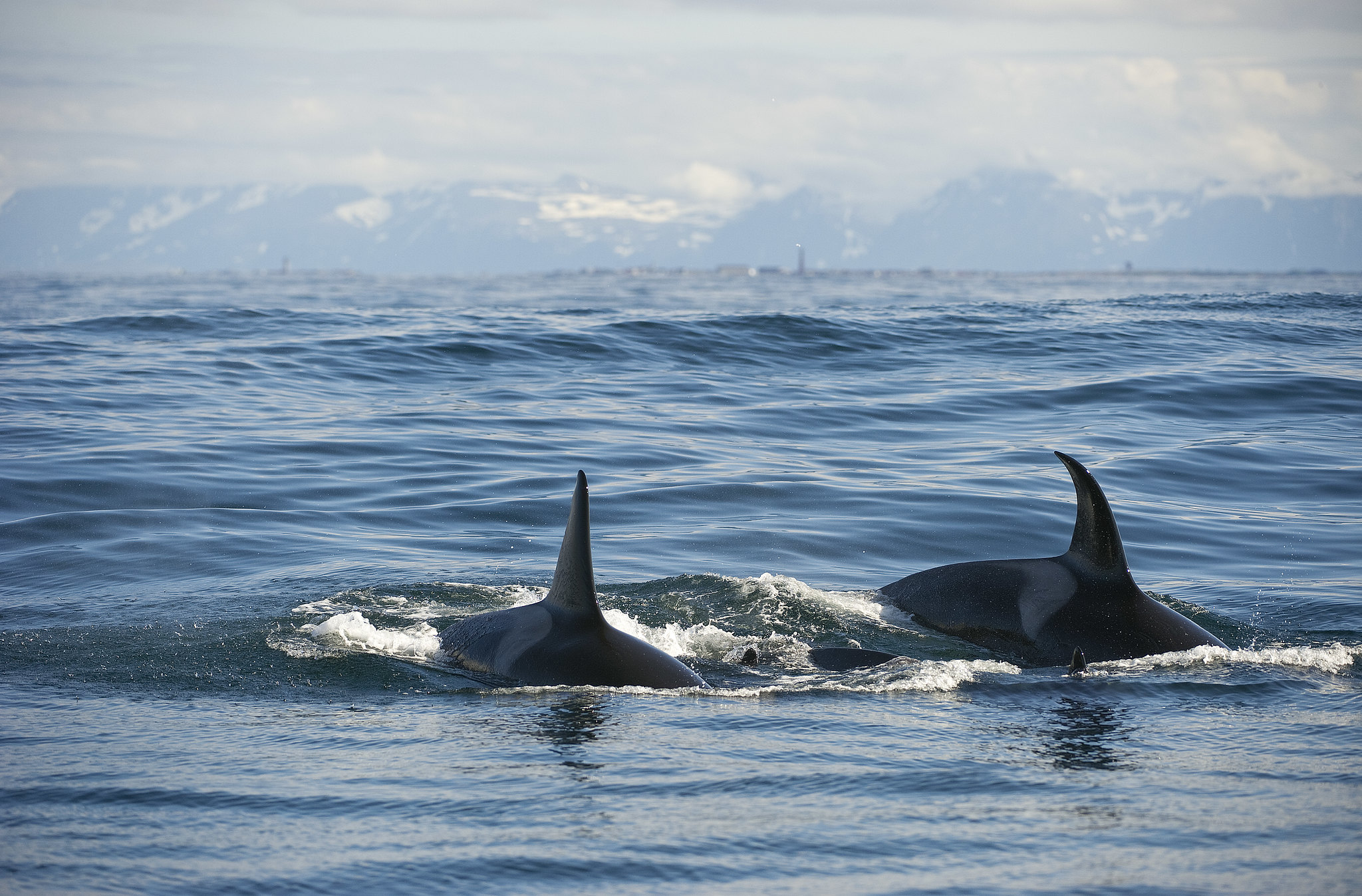 Hvalsafari med Rødne Fjordcruise, foto Rødne/Marten Bril